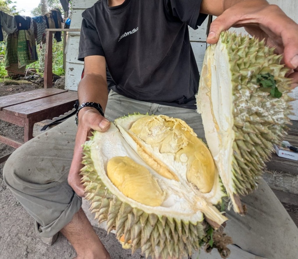 Panen Tahunan Buah Durian di Kecamatan Gajah Putih